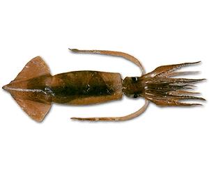 Low squid haul worries Argentina