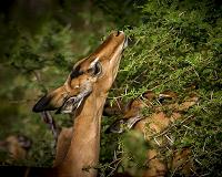 Humanity killing off Earth's wildlife: study