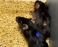 Scientists use smartphone to manipulate brains of mice