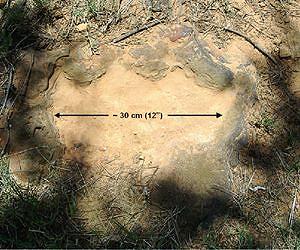 Cretaceous Footprints Found at Goddard