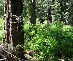 Handful of heavyweight trees per acre are forest champs