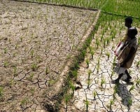Future heat waves pose threat to global food supply