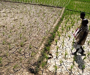 Crop failure impels Indian farmer suicides
