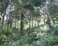 India makes forestry key plank in climate change plan
