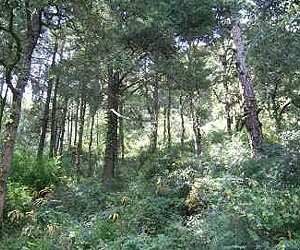 Progress too slow on saving tropical forests: report