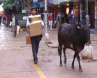 Hindu cow activists drink pesticide in India, one dies