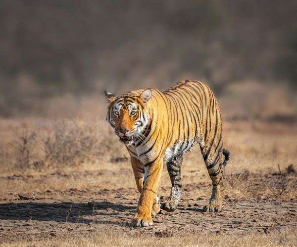 Protecting India's tigers also good for climate: study
