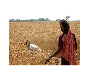 India won't be able to store another bumper crop
