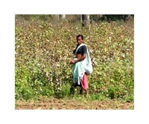 Modified cotton helps Indian women
