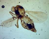 Math for midges that pull 10g