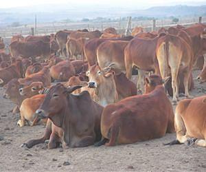 New analysis in Science tells how world eradicated deadliest cattle plague