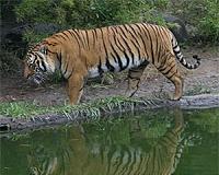 Five frozen, gutted tigers found in Vietnam