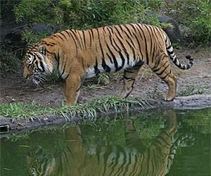 Mekong tiger population at 'crisis point': WWF