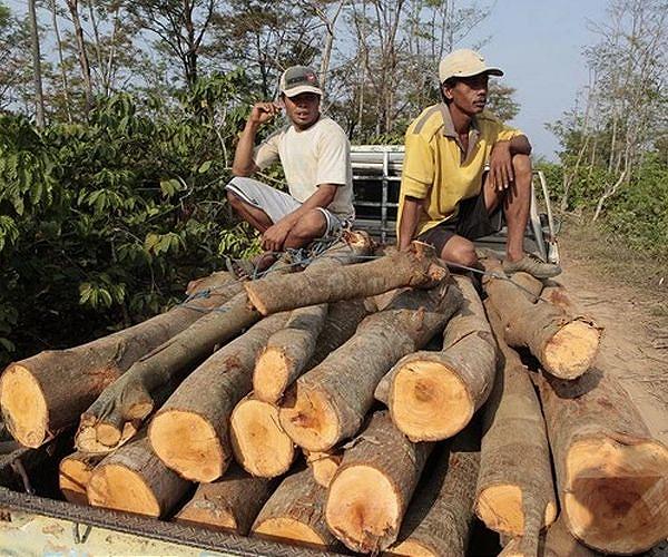 Activists slam 'destructive' Indonesia forest conversion plan