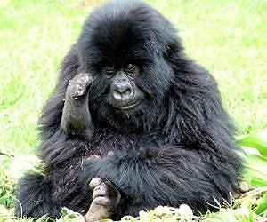 Poached baby mountain gorilla doing well: vet