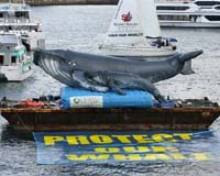 Japan under fire for humpback hunt