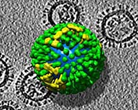 Tracking Influenza's Every Movement