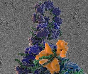 Scripps Research Institute scientists describe elusive replication machinery of flu viruses