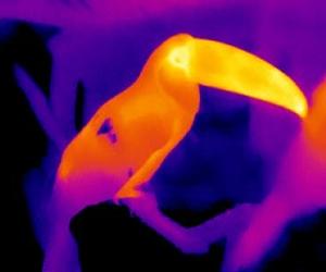 Birds Reduce Their Heating Bills In Cold Climates