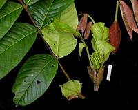 New tropical tree species await discovery