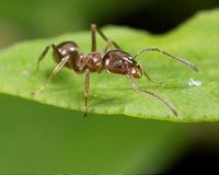The chemicals that insects use to communicate and survive