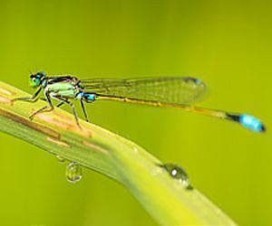 Climate change and coevolution: We've done the math