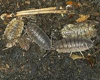 Diverse soil communities can help offset impacts of global warming