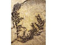 Paleobotanist identifies what could be the mythical 'first flower'