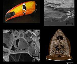 Lessons from nature could lead to the creation of new materials