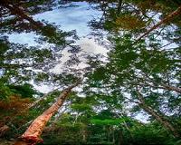 Blacklists protect the rainforest