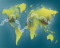 Consortium Publishes Phase 2 Map Of Human Genetic Variation