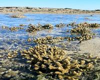 Even thermally tolerant corals are in hot water when it comes to bleaching