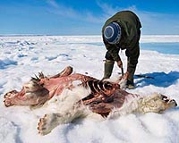 Arctic's indigenous peoples cling to polar bear hunt
