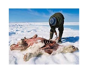 No trade reprieve for polar bears