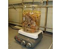 Can this invasive exotic pest make better materials for industry and medicine?
