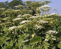 Toxic plant that burns skin, causes blindness spreading in US
