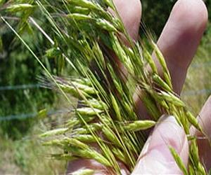 Sterilizing Weeds Instead Of Killing Them