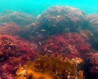 Solve invasive seaweed problem by turning it into biofuels and fertilisers