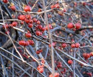 Ecologists Call for Screening Imported Plants to Prevent a New Wave of Invasive Species