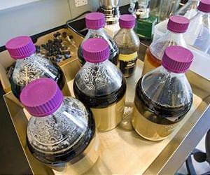 Microbe that can handle ionic liquids