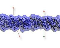 Nanomaterial Outsmarts Ions