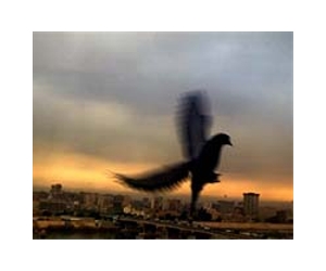 Baghdad beats: Iraqis look to revive traditional music