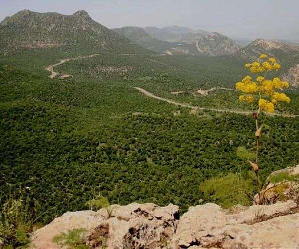 Trees Struggle to Adapt to Climate Change Without Human Assistance CSU Study Finds