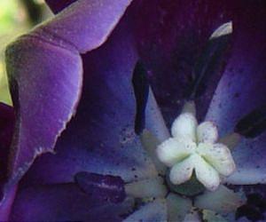 How does your garden glow?
