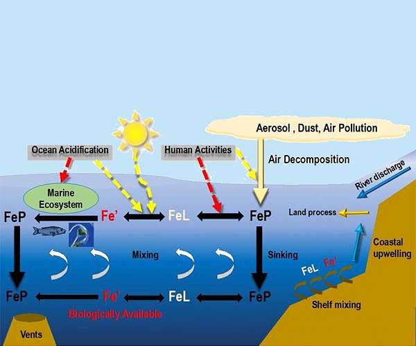 Deep-sea study reveals iron limitations in ocean's twilight zone
