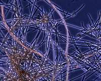 Will your future computer be made using bacteria