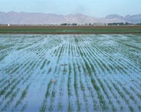 Australian Govts Must Remain True To Water Reform Principles