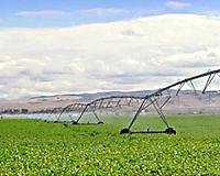 Global food trade can alleviate water scarcity