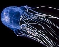 Novel tag developed for squid, jellyfish