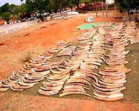 Africa in biggest ever crackdown on wildlife crime